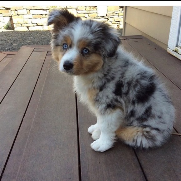 Meet your Posher, Julia - Picture 1 of 1